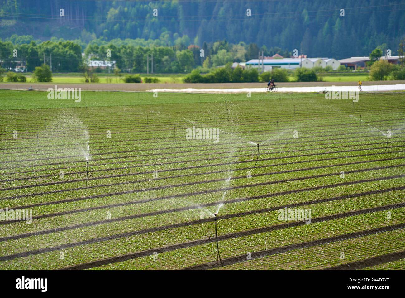 Innsbruck, Österreich - 1. Mai 2024: Sprinkleranlage bewässert Pflanzen mit Süßwasser auf einem landwirtschaftlichen Feld. Anbaufläche für Obst und Gemüse mit Bewässerungssystem *** Sprinkleranlage gießen Pflanzen mit frischem Wasser auf einem landwirtschaftlichen Feld. Anbaufläche für Obst und Gemüse mit Bewässerungsanlage Stockfoto