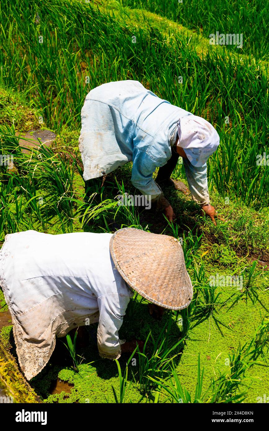 Arbeiter, die neue Reiswurzeln in den Reisfeldern von Bali, Indonesien, Pflanzen. Ernte bis zu sechs Mal pro Jahr. Stockfoto