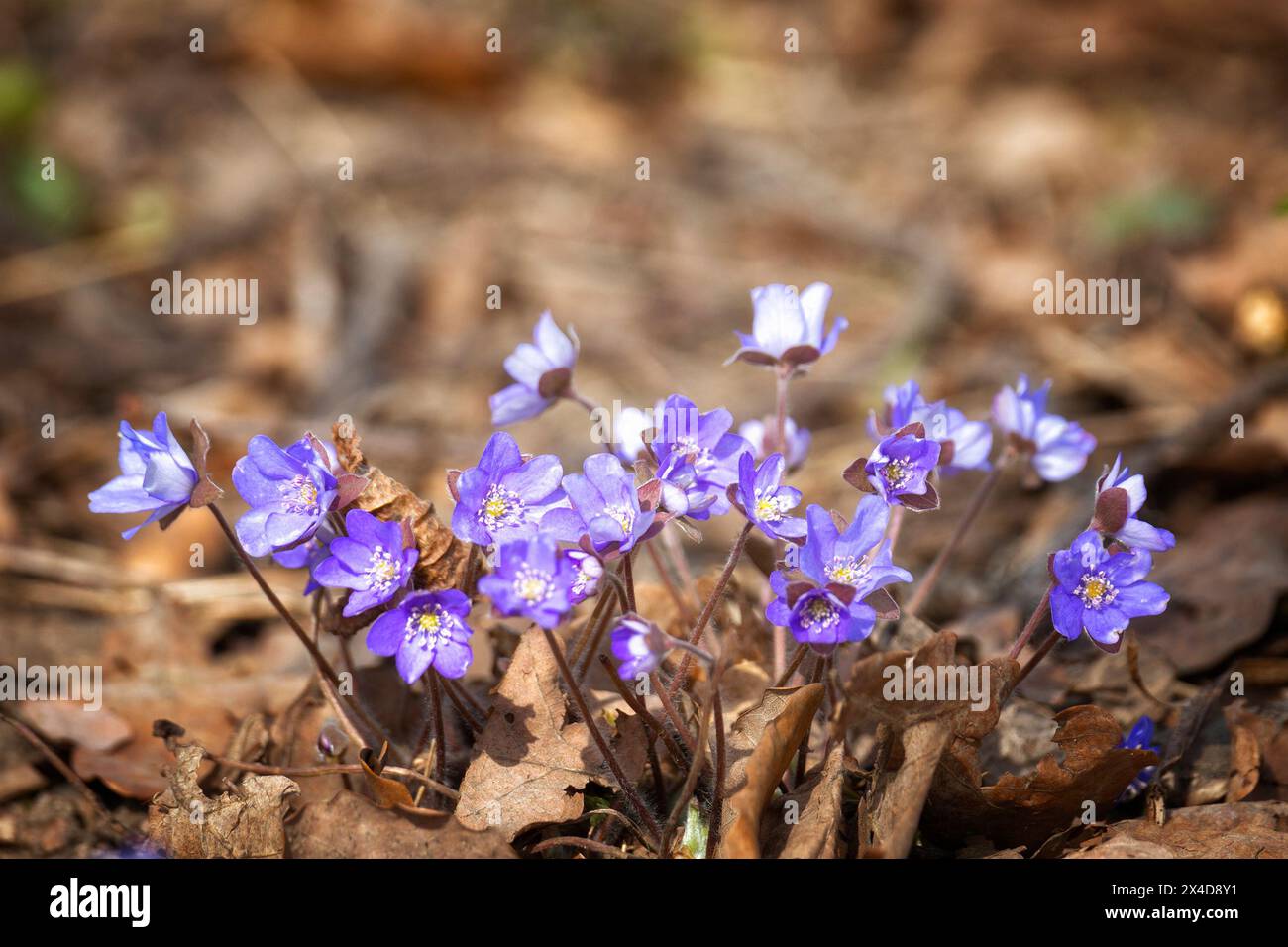Blühende Anemone hepatica im Park Stockfoto