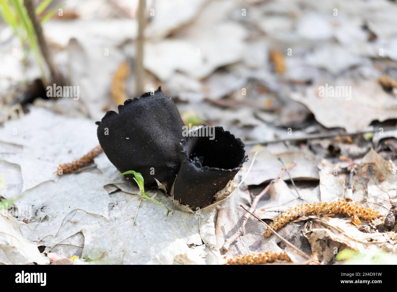 Urnula craterium Pilz wächst unter dem Laub des letzten Jahres Stockfoto