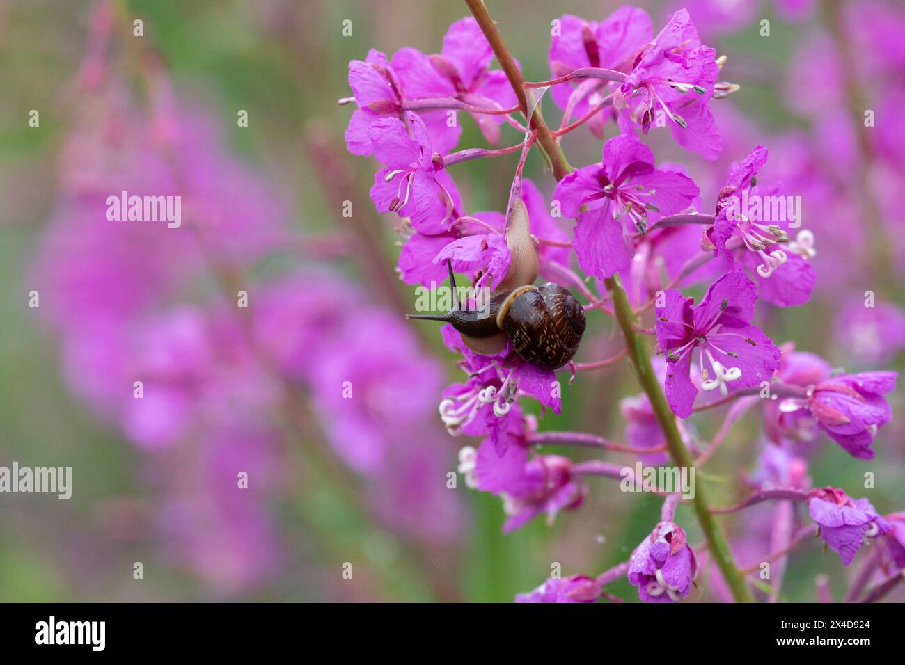 Schnecke auf feuerweed-Blume nach Regen Nahaufnahme Stockfoto