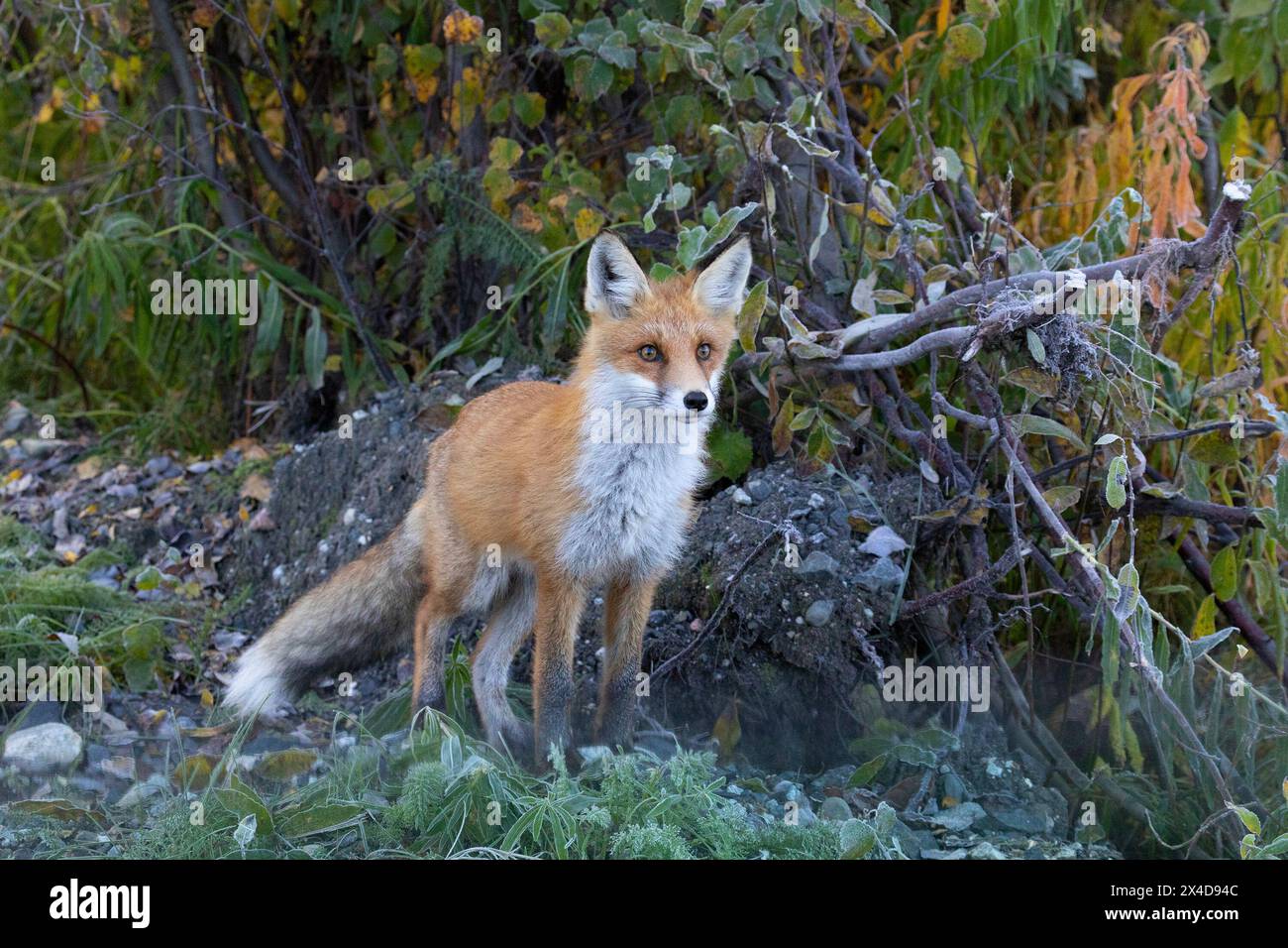 Rotfuchs schaut vorsichtig aus den Büschen Stockfoto