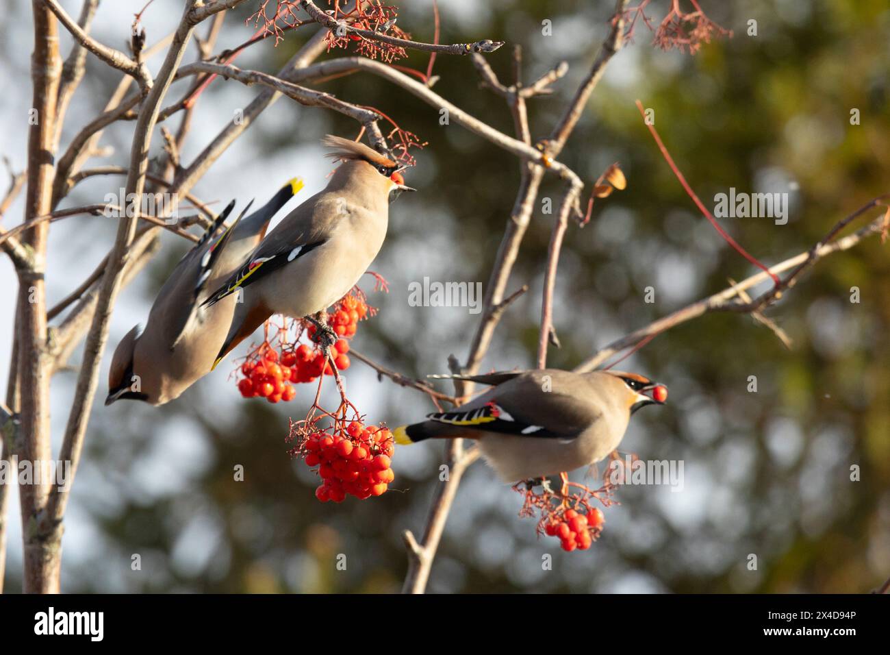 Winterlicher Passerinvogel, der sich von Beeren ernährt Stockfoto