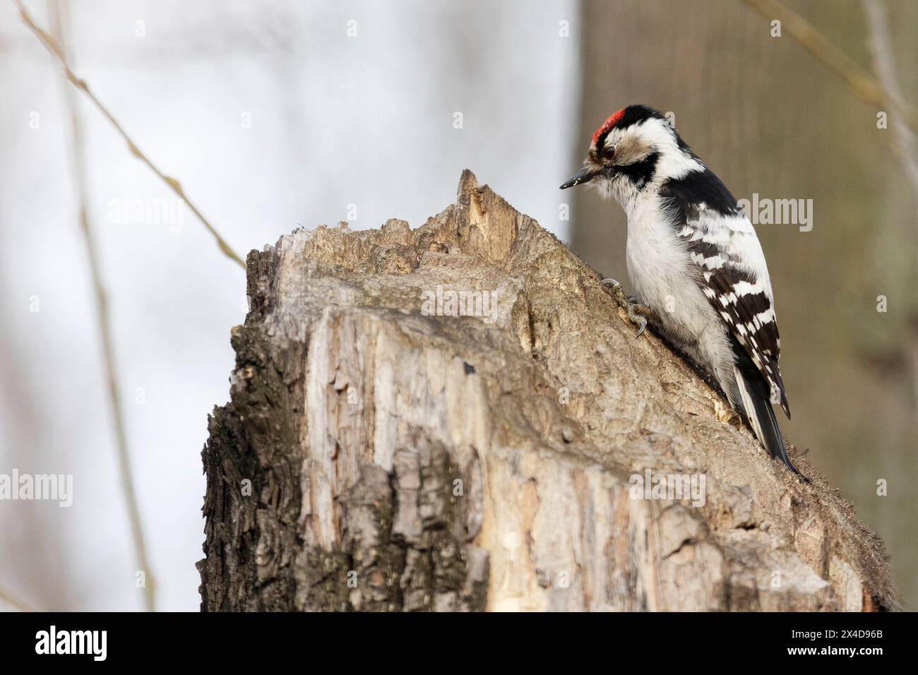 Kleiner gefleckter Spechte, der auf einem Birkenstamm sitzt Stockfoto