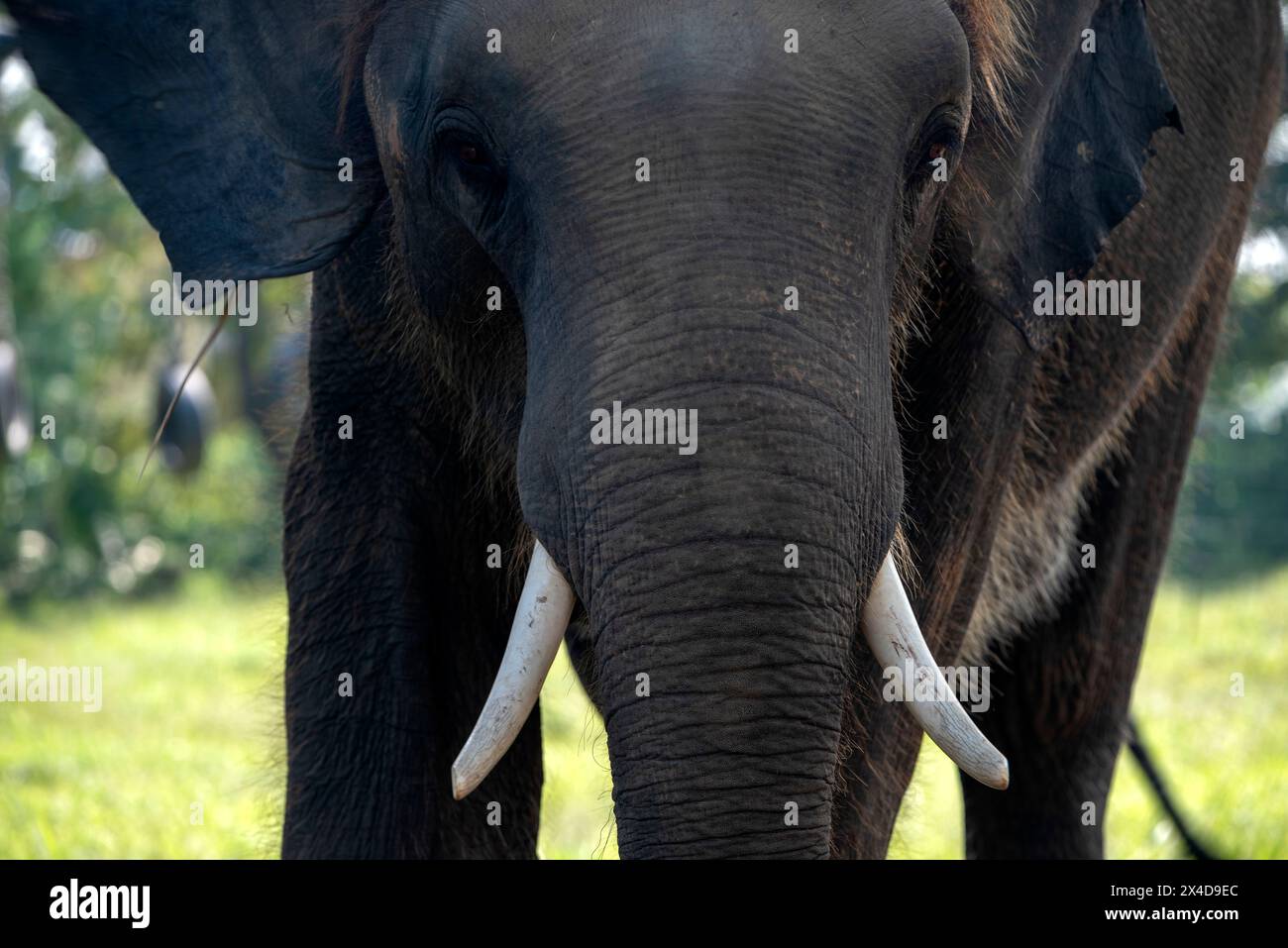 Nepal, Sauraha. Geschützter asiatischer Elefant Stockfoto