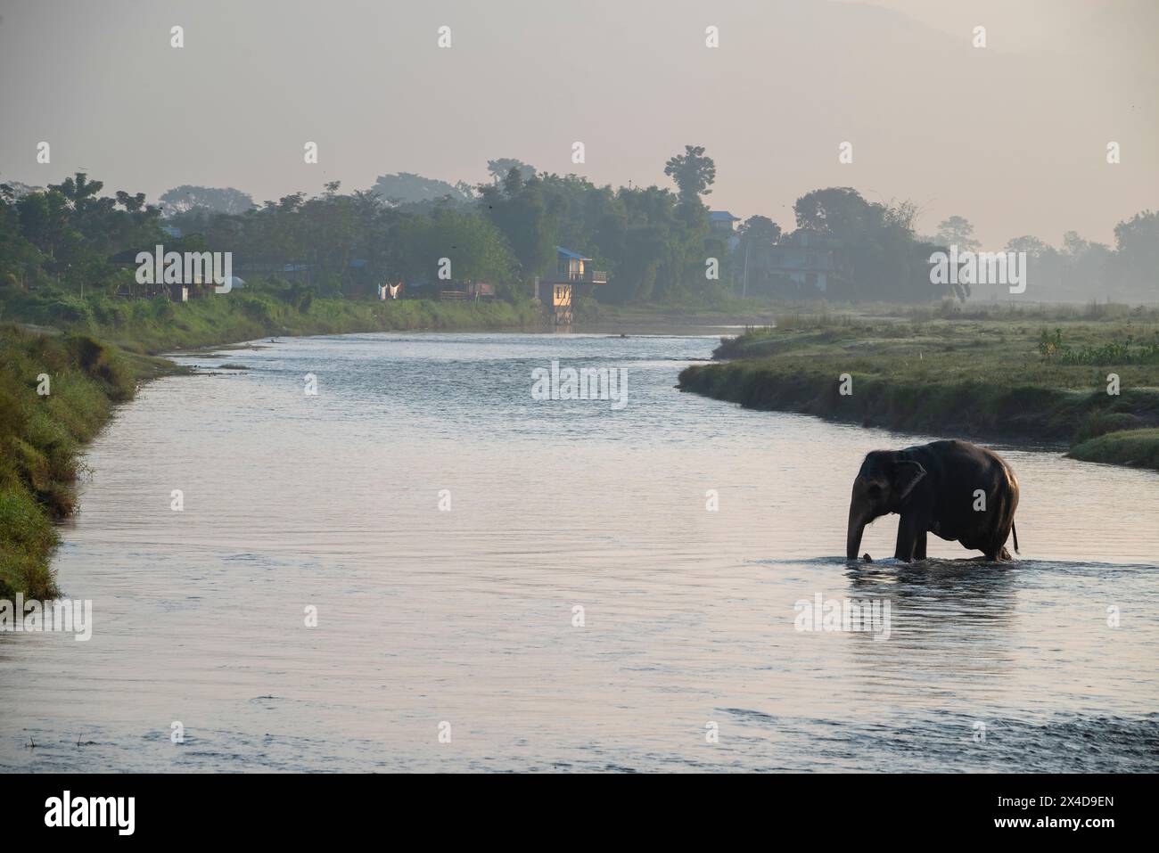 Nepal, Sauraha. Geschützter asiatischer Elefant, der den Fluss überquert. Stockfoto