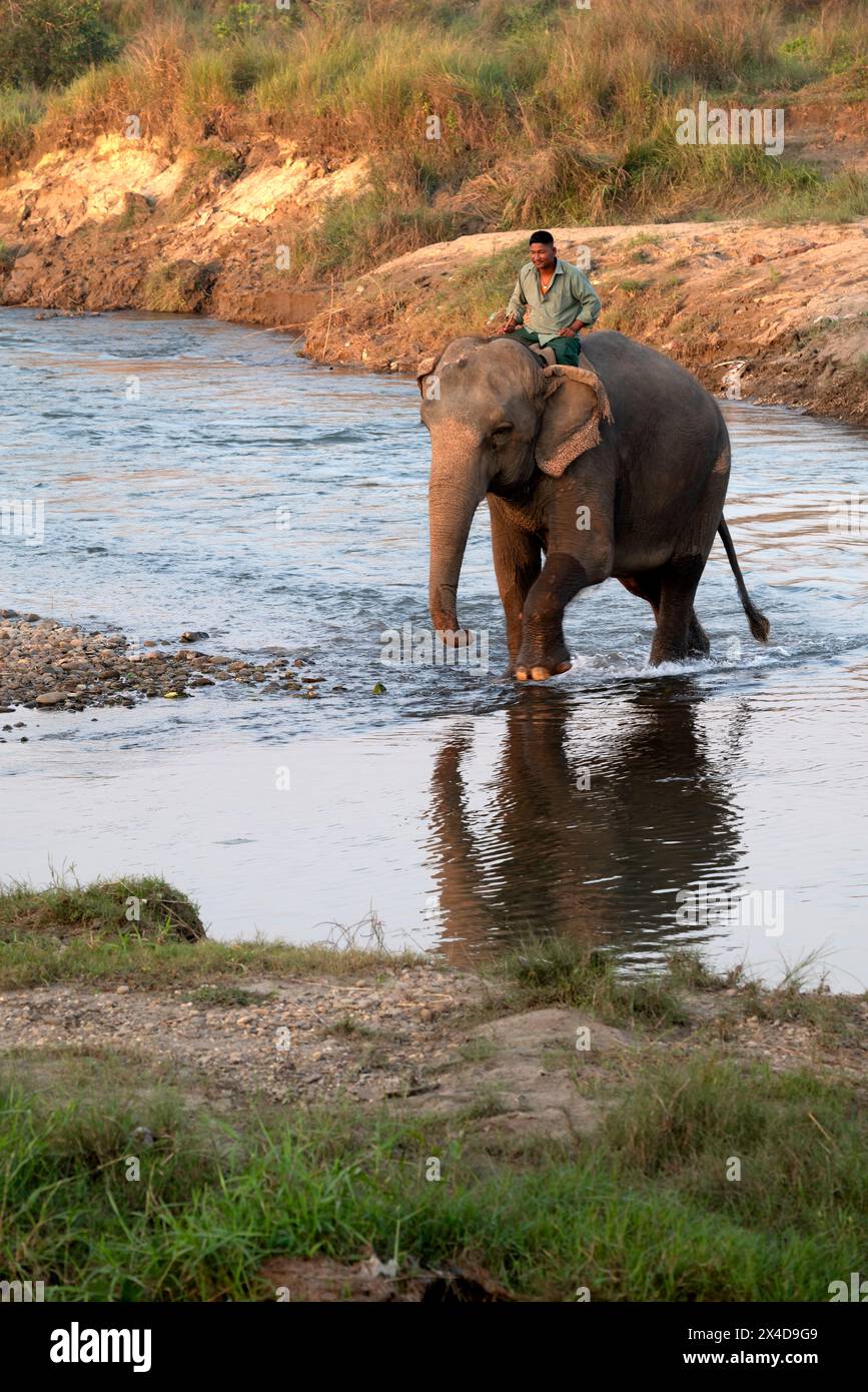 Asien, Nepal, Sauraha. Der Trainer fährt auf dem asiatischen Elefanten über den Budhi Rapti River. (Nur Für Redaktionelle Zwecke) Stockfoto