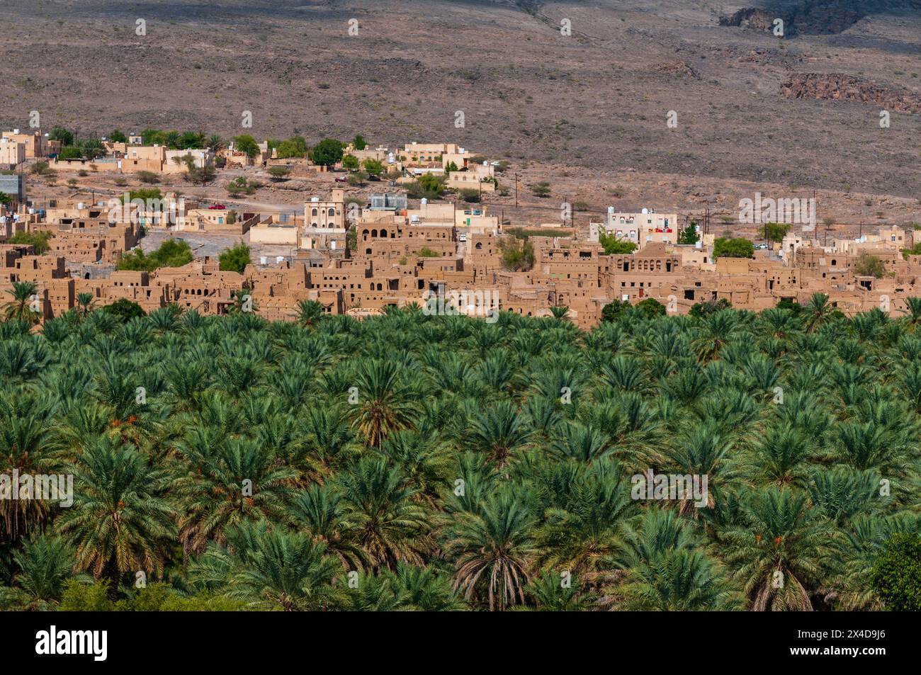 Ein Fernblick auf die 400 Jahre alte Stadt Al Hamra, und ein Palmenständer. Al Hamra, Oman. Stockfoto