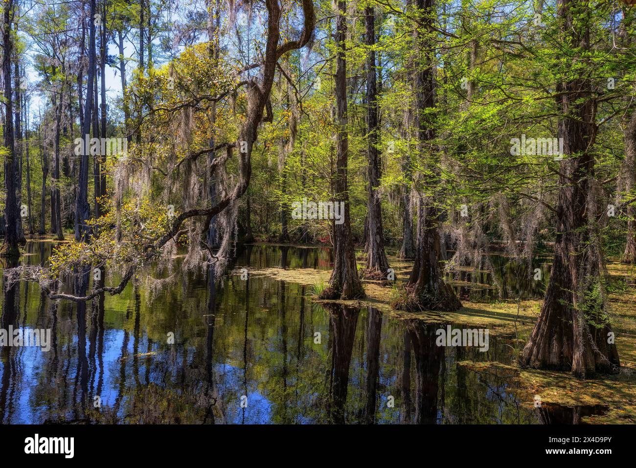 Die Cypress Gardens in Moncks Corner, South Carolina, USA Stockfoto