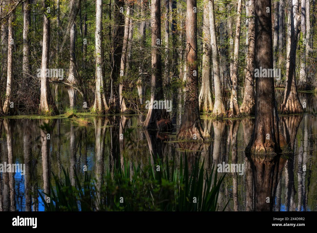 Die Cypress Gardens in Moncks Corner, South Carolina, USA Stockfoto