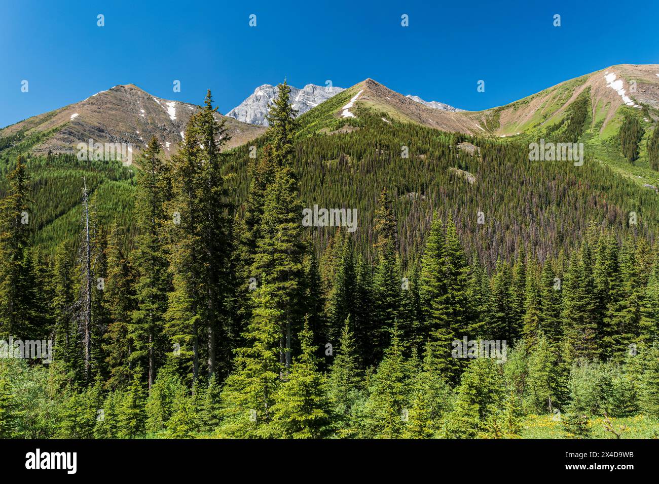 Kanada, Alberta, Kananaskis Country. Landschaft mit Bergen und Wald. Stockfoto