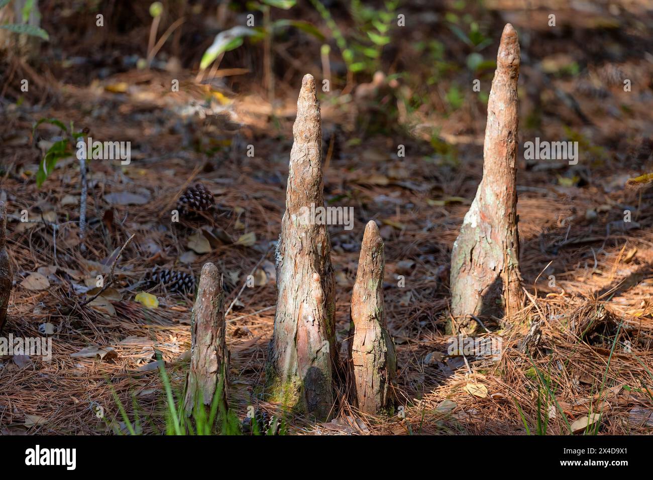 Nahaufnahme von Zypressenknien in einem Sumpfwald in den Cypress Gardens in Moncks Corner, South Carolina. Stockfoto