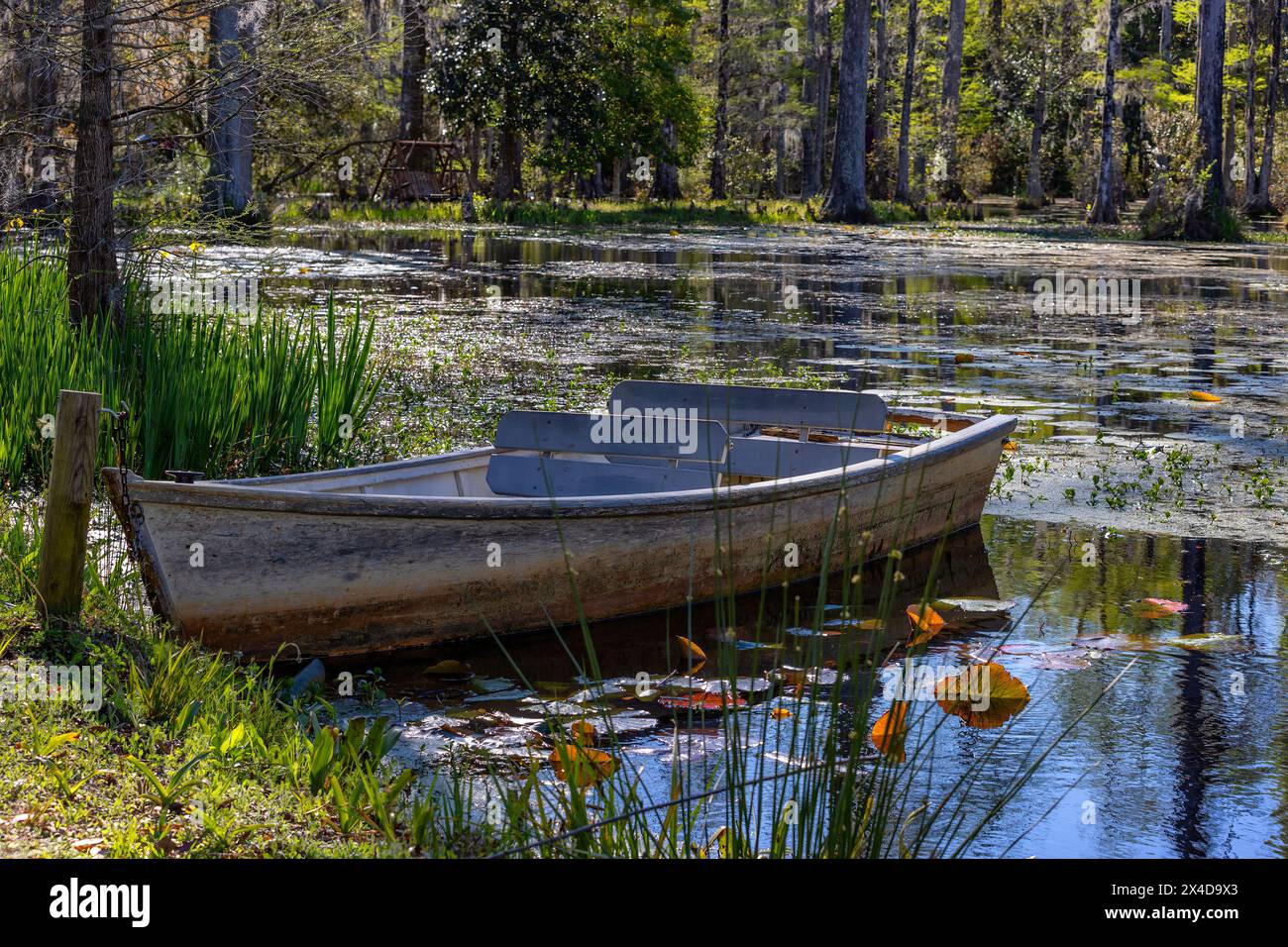 Ein hölzernes Boot sitzt am Ufer des Wassers in den Cypress Gardens in Moncks Corner, South Carolina. Stockfoto