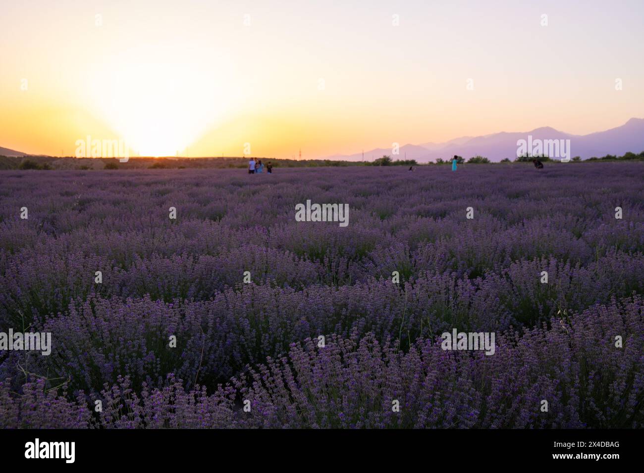 Die Leute laufen bei Sonnenuntergang in den Reihen von Lavendel. Gabala. Aserbaidschan. Stockfoto