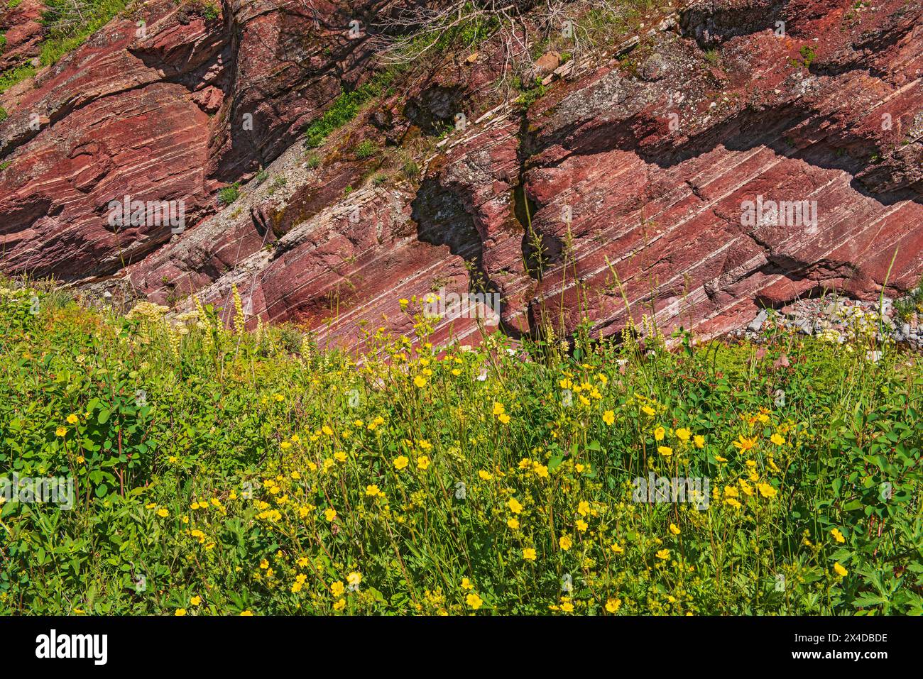 Kanada, Alberta, Waterton Lakes National Park. Wildblumen im Red Rock Canyon. Stockfoto