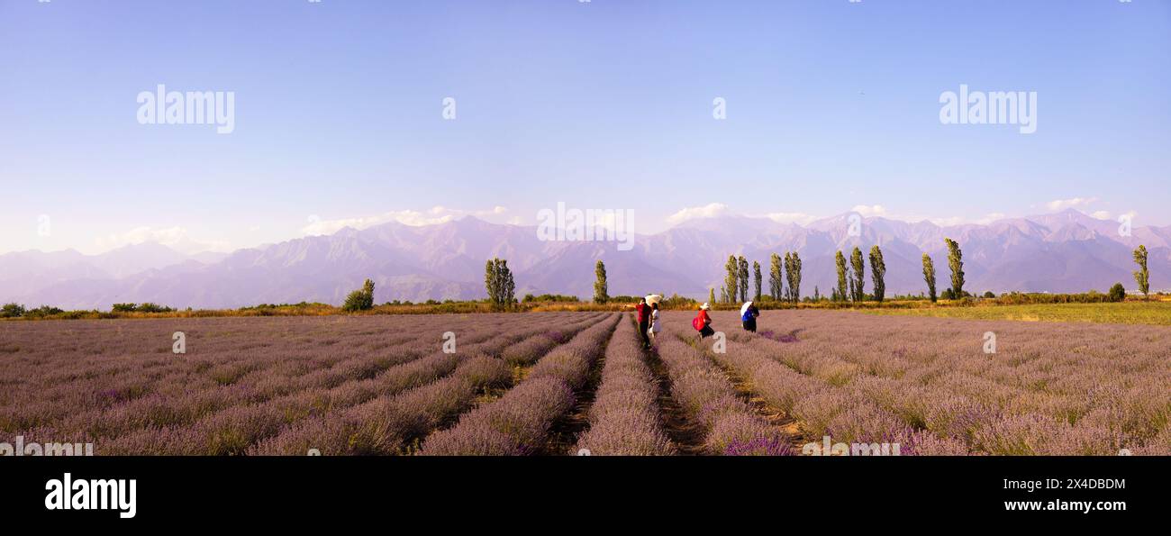 Reihen lila Lavendel bei Sonnenuntergang. Gabala. Aserbaidschan. Stockfoto