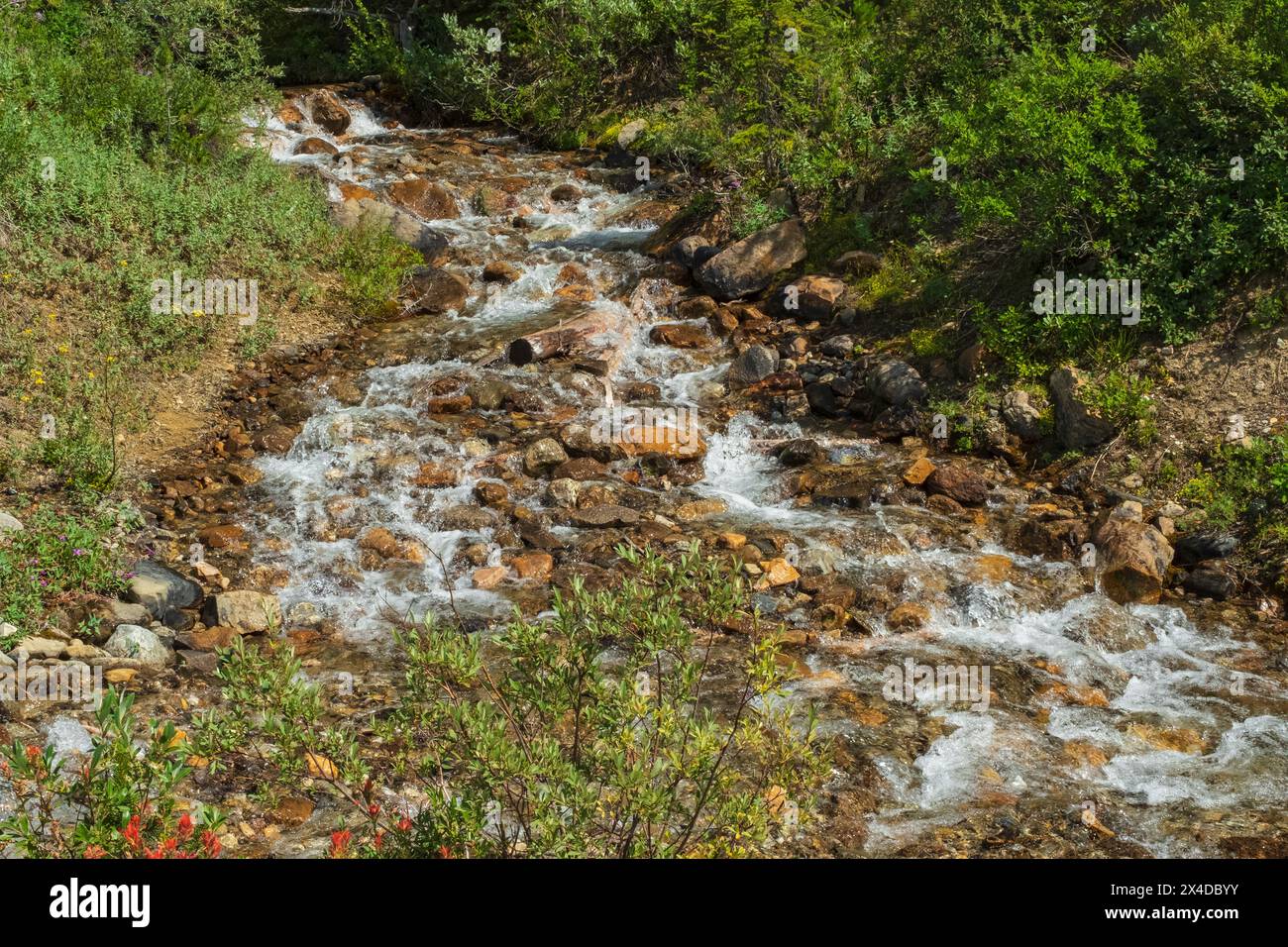 Kanada, Alberta, Banff National Park. Rapids am felsigen Bach. Stockfoto