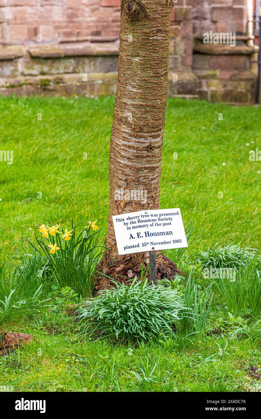 Ein Kirschbaum, gepflanzt als Denkmal für den Dichter A E Housman neben der Kirche St Laurences in der mittelalterlichen Marktstadt Ludlow, Shropshire, England, Großbritannien Stockfoto