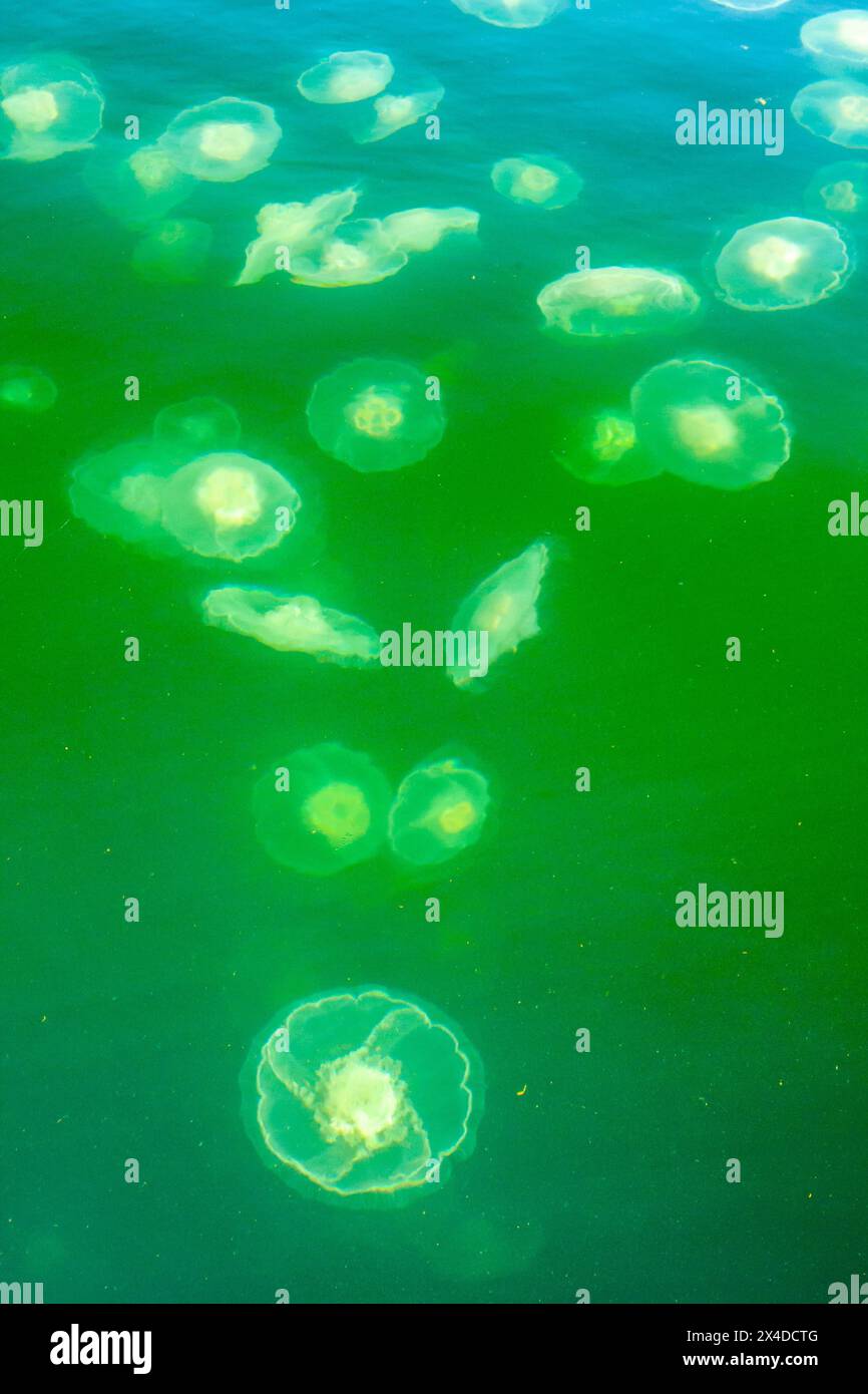 Kanada, British Columbia, Inside Passage. Mondquallen im Aquarium des Hakai Beach Institute. Stockfoto