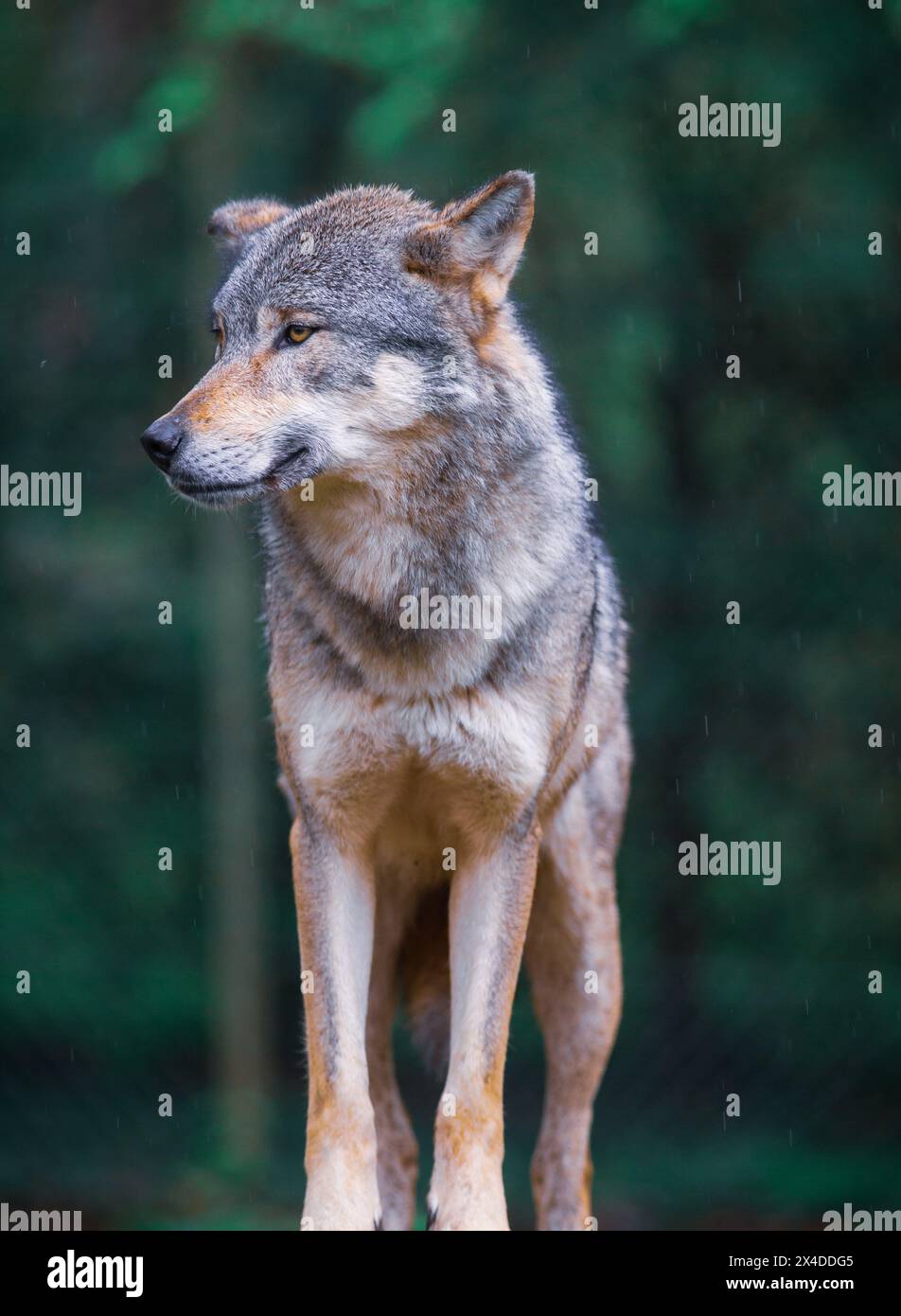 Vertikales Porträt eines grauen Wolfs – Canis Lupus – auch als Holzwolf bekannt, im Wald Stockfoto