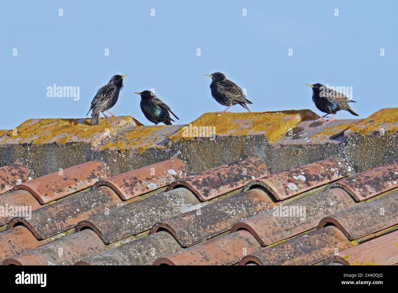 Vier Exemplare gewöhnlicher Starlinge liegen auf einem Dach, Sturnus vulgaris, Sturnidae Stockfoto