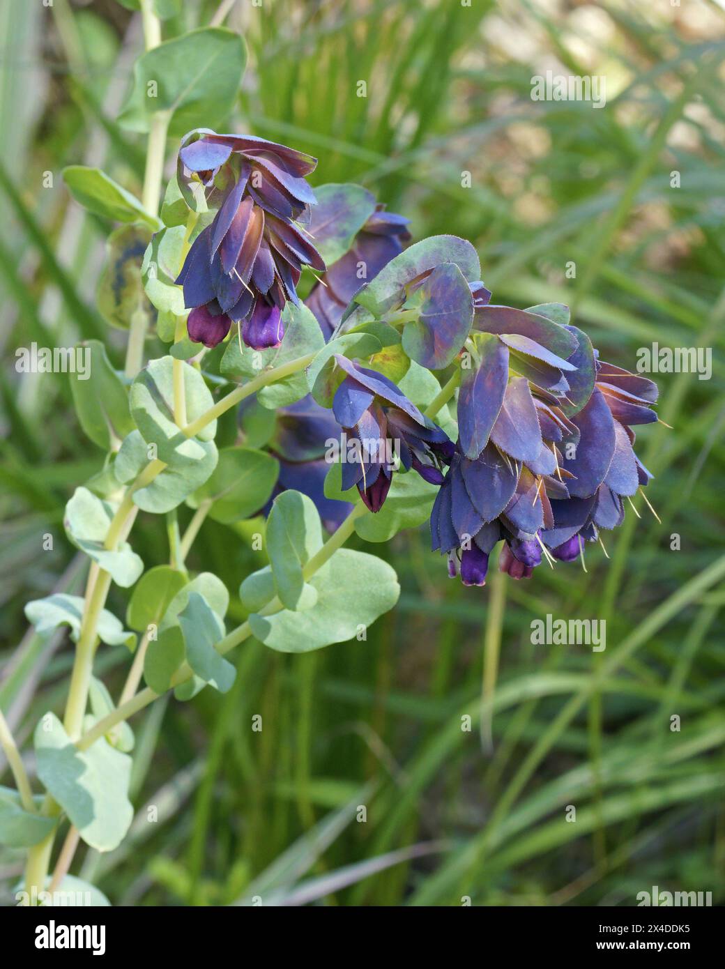 Honigkraut oder Wachsblume, Detail der Pflanze in voller Blüte, Cerinthe Major purpurascens; Boraginaceae Stockfoto