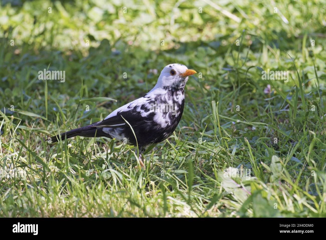 Männliche Amsel mit partiellem Albinismus, Turdus merula merula, Turdidae Stockfoto