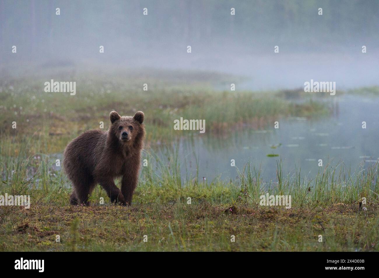 Ein junger europäischer Braunbär, Ursus arctos, läuft an einem Seeufer. Kuhmo, Oulu, Finnland. Stockfoto