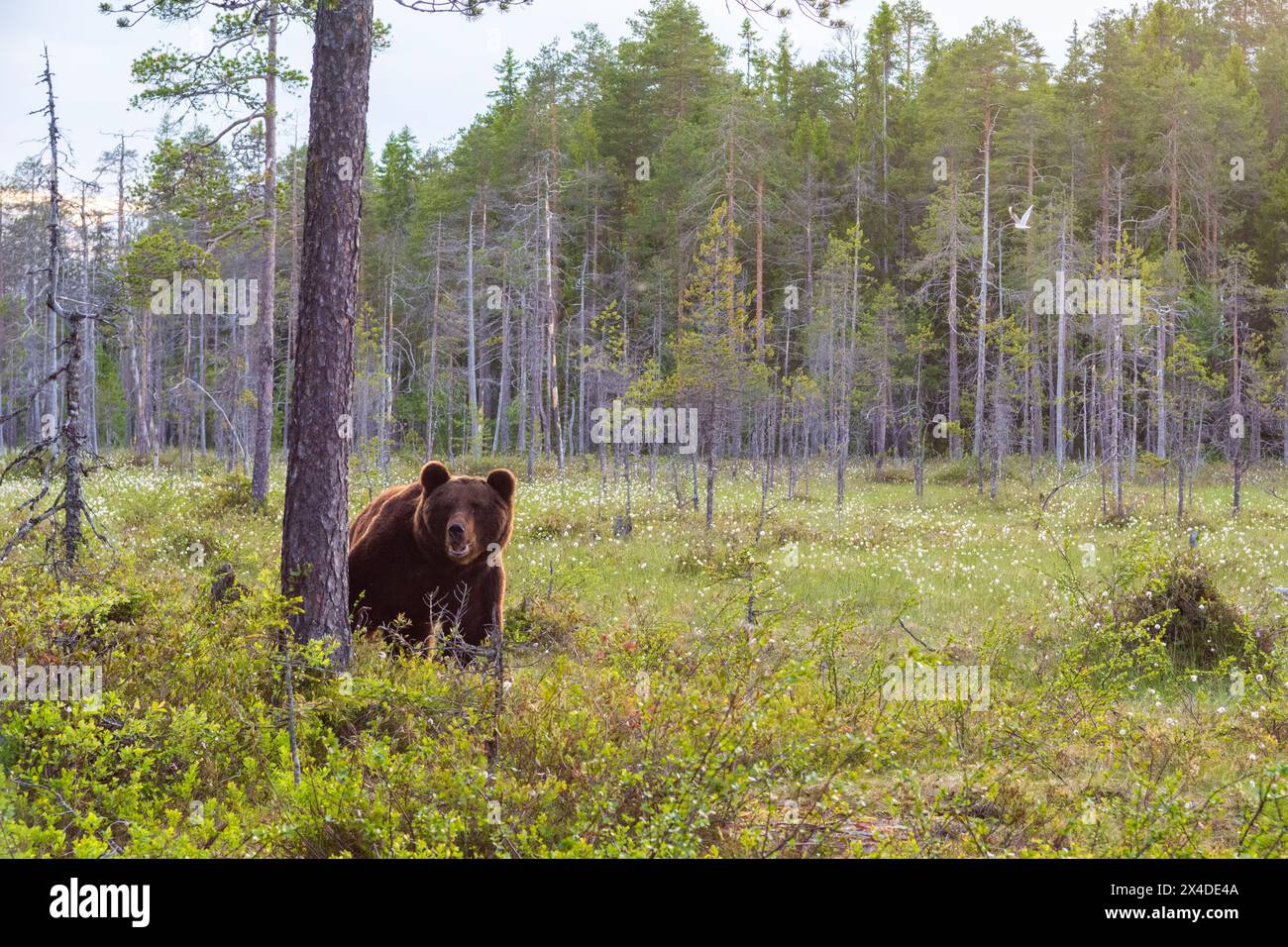 Ein europäischer Braunbär, Ursus arctos, auf einer immergrünen Waldwiese. Kuhmo, Oulu, Finnland. Stockfoto
