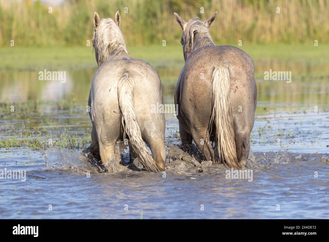 Saintes-Maries-de-la-Mer, Bouches-du-Rhone, Provence-Alpes-Cote d'Azur, Frankreich. Pferde in den Sümpfen der Camargue. Stockfoto