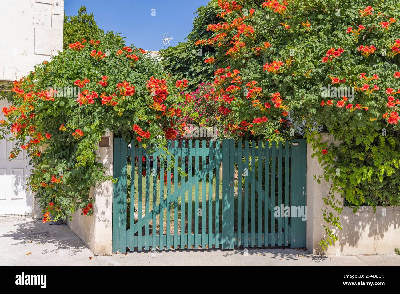 Saintes-Maries-de-la-Mer, Bouches-du-Rhone, Provence-Alpes-Cote d'Azur, Frankreich. Rot blühender Busch. Stockfoto