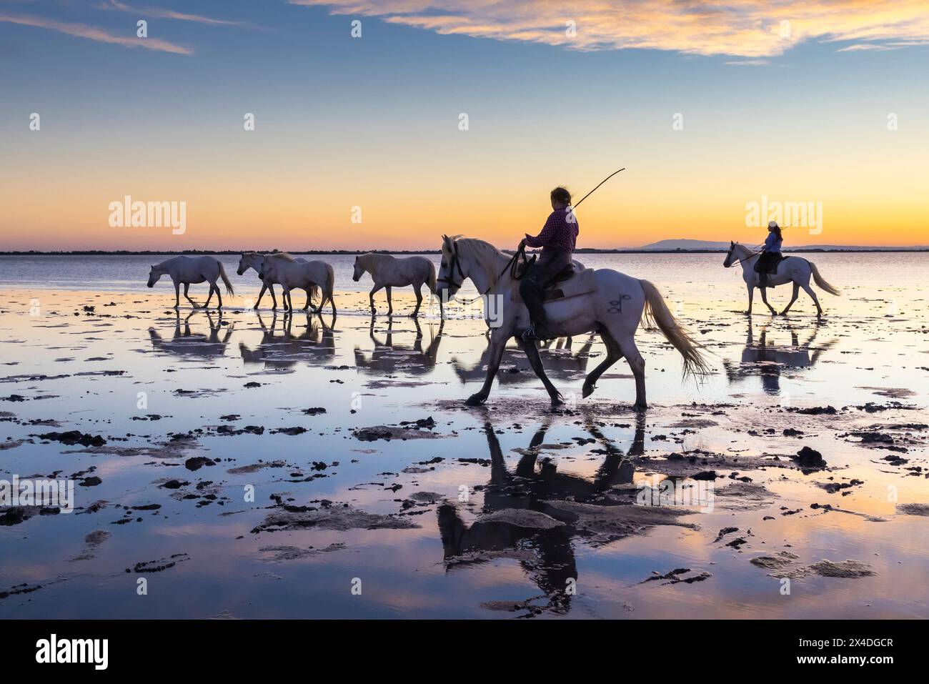 Saintes-Maries-de-la-Mer, Bouches-du-Rhone, Provence-Alpes-Cote d'Azur, Frankreich. Pferde werden vor Sonnenaufgang durch die Sümpfe der Camargue geführt. ( Stockfoto