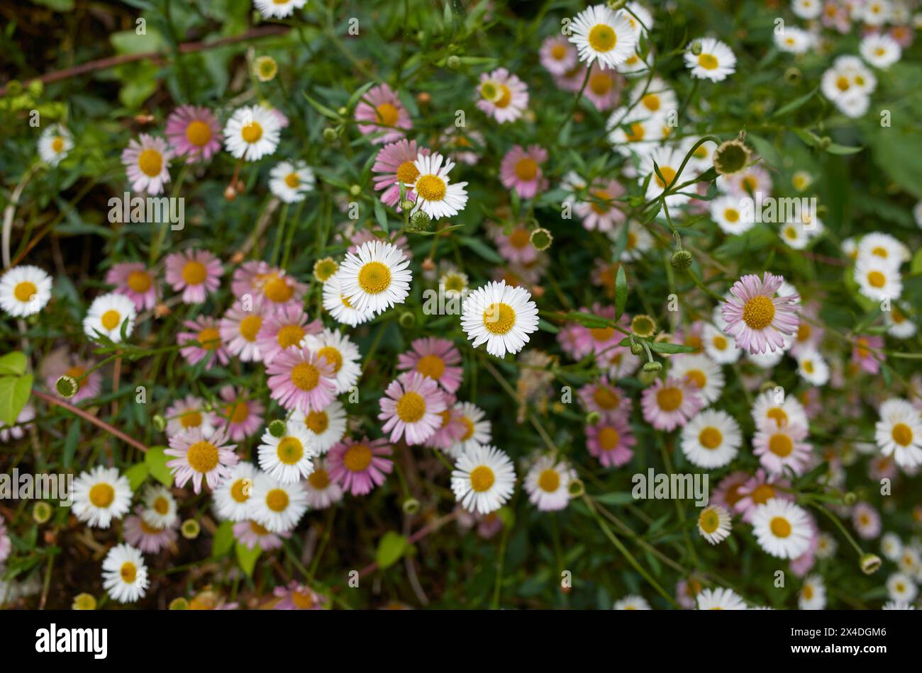 Rosa und weissen Blüten Stockfoto