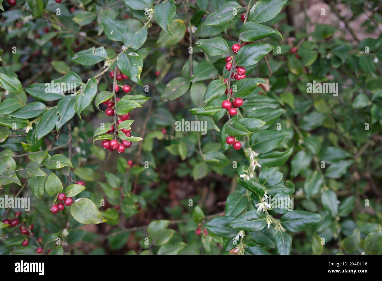 Sarcocca ruscifolia Ast aus nächster Nähe Stockfoto
