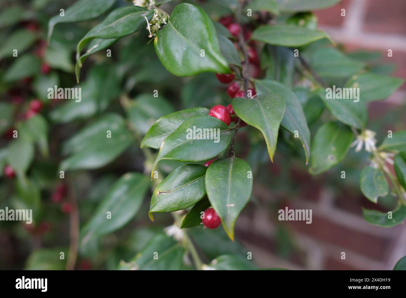 Sarcocca ruscifolia Ast aus nächster Nähe Stockfoto