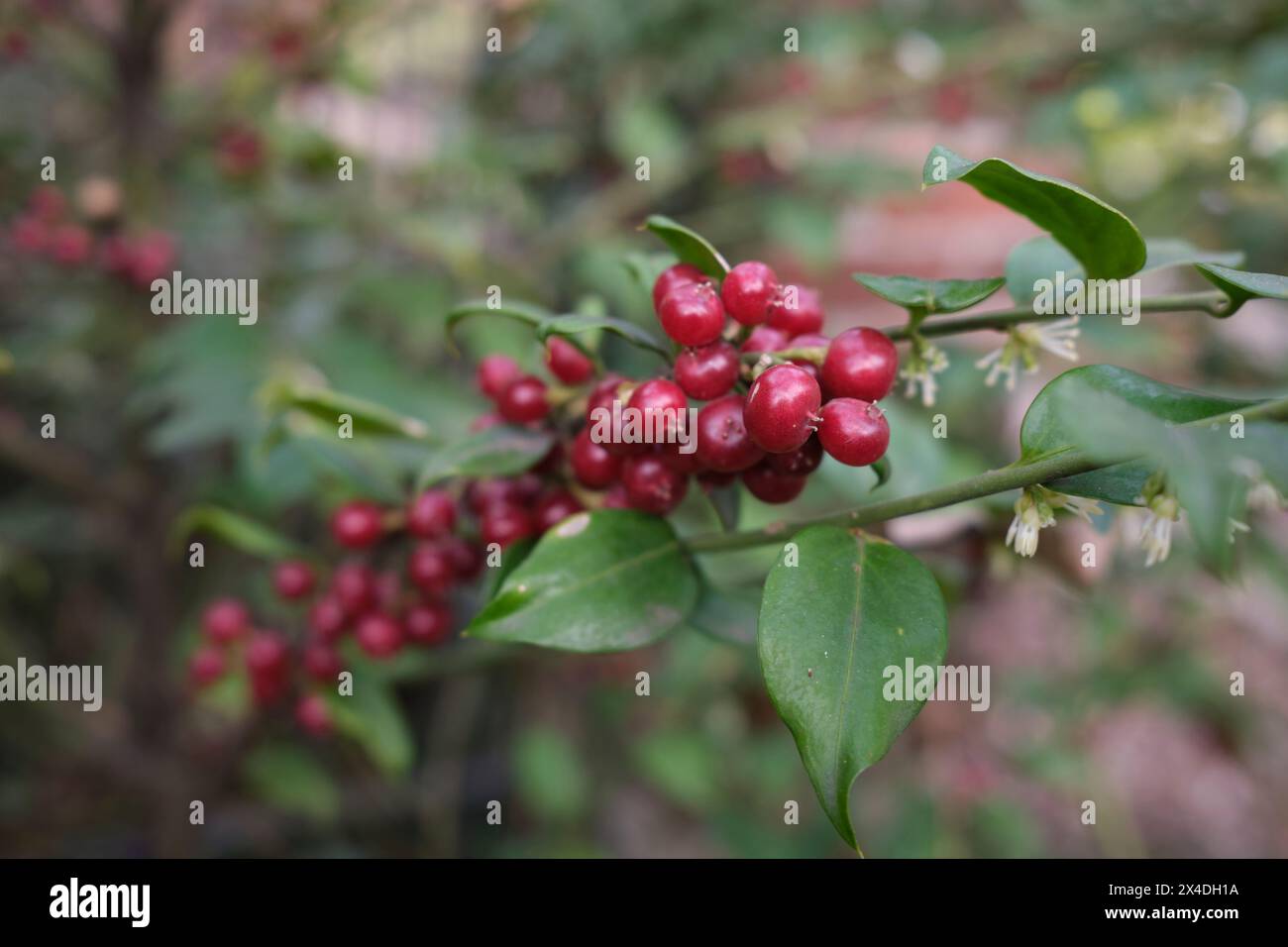 Sarcocca ruscifolia Ast aus nächster Nähe Stockfoto