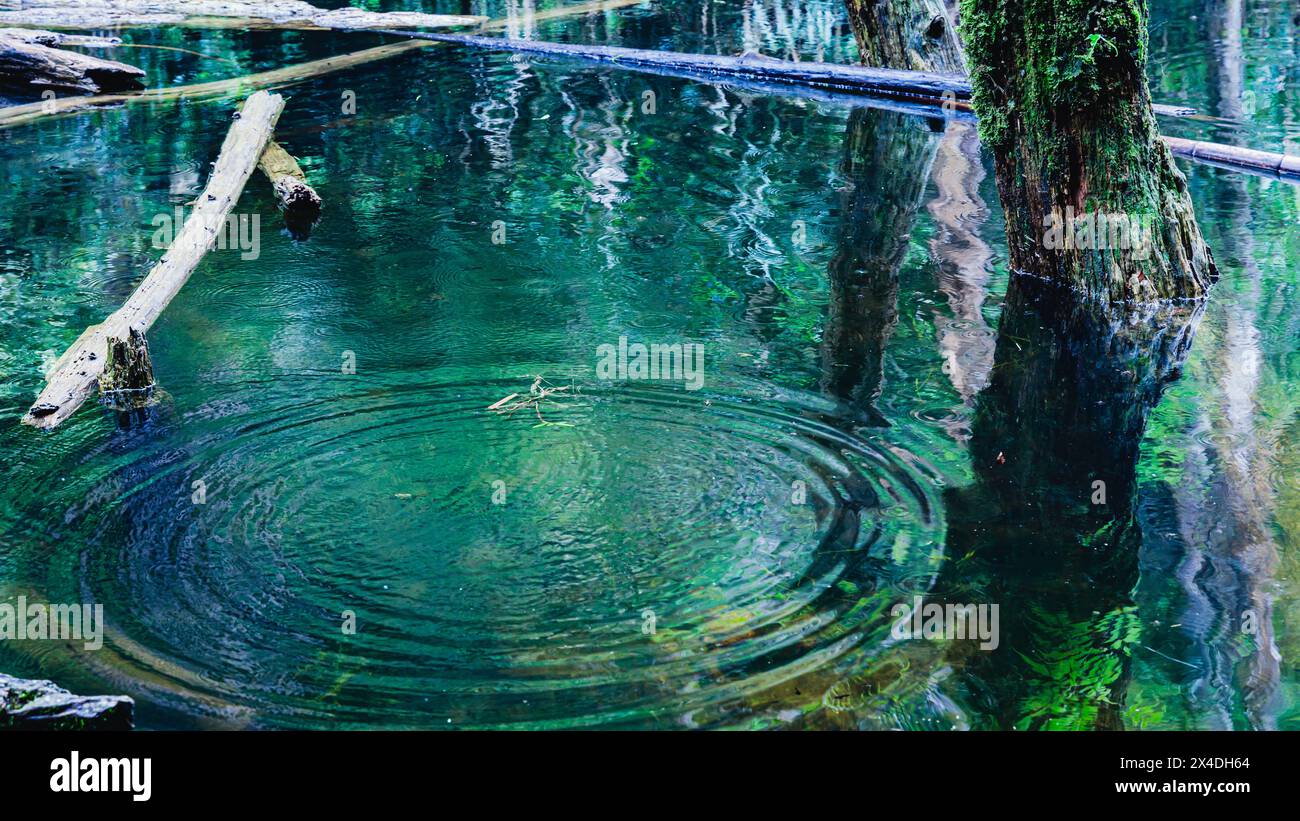 Kräuselungen und Ölmalerei ähnelnde Reflexion von verwelkten Bäumen auf der Oberfläche eines Beben-Sees seit 1999 im Sun-Link-Sea, Nantou County, Zentraltaiwans. Stockfoto