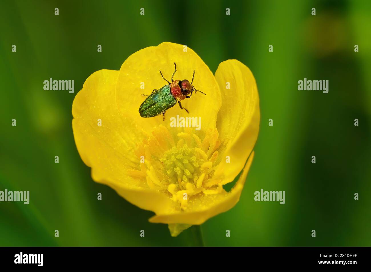 Anthaxia nitidula Käfer - Weibchen in der Blume von Wiesen Buttercup (Ranunkulus acris) Stockfoto