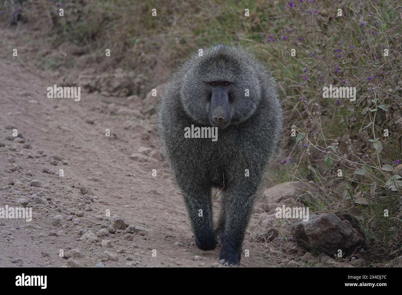 Einsamer Pavian, Ngorongoro-Krater Stockfoto
