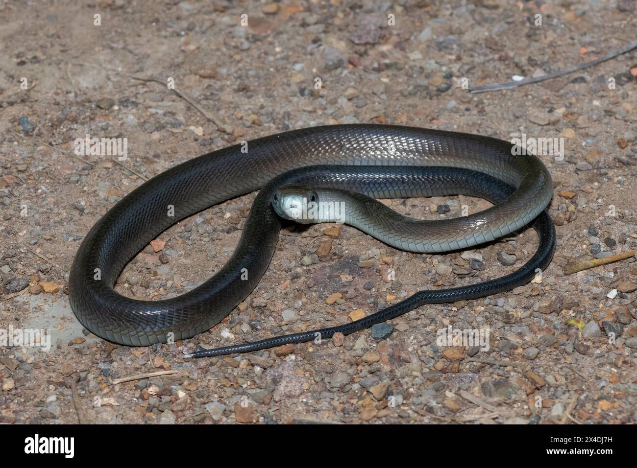 Eine schöne junge schwarze Mamba (Dendroaspis polylepis) Stockfoto