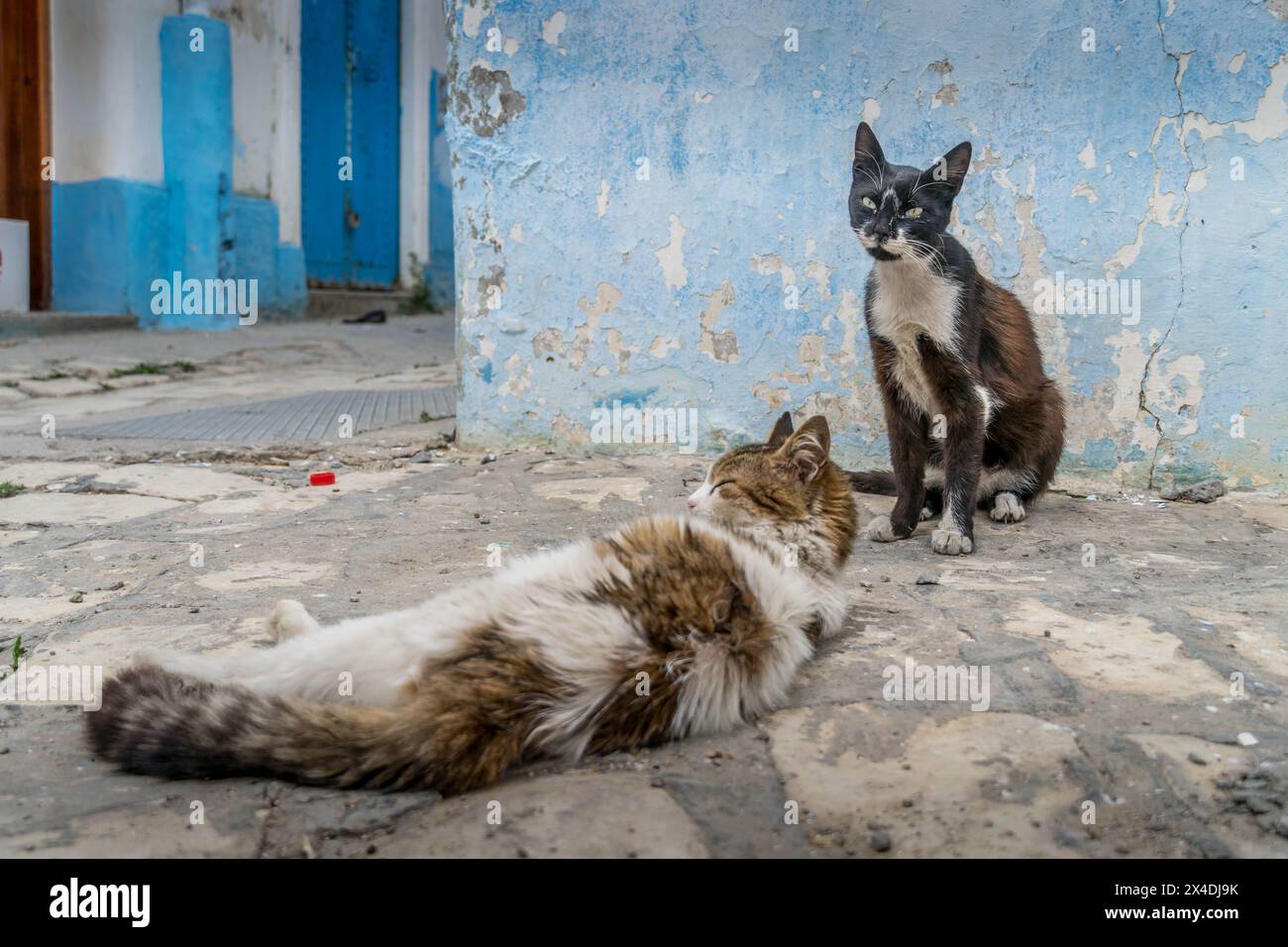 Zwei schmutzige Katzen, schwarze und weiße Katzen sowie braune und weiße Katzen, sind auf den Straßen von Bizerte, Nordtunesien. Stockfoto