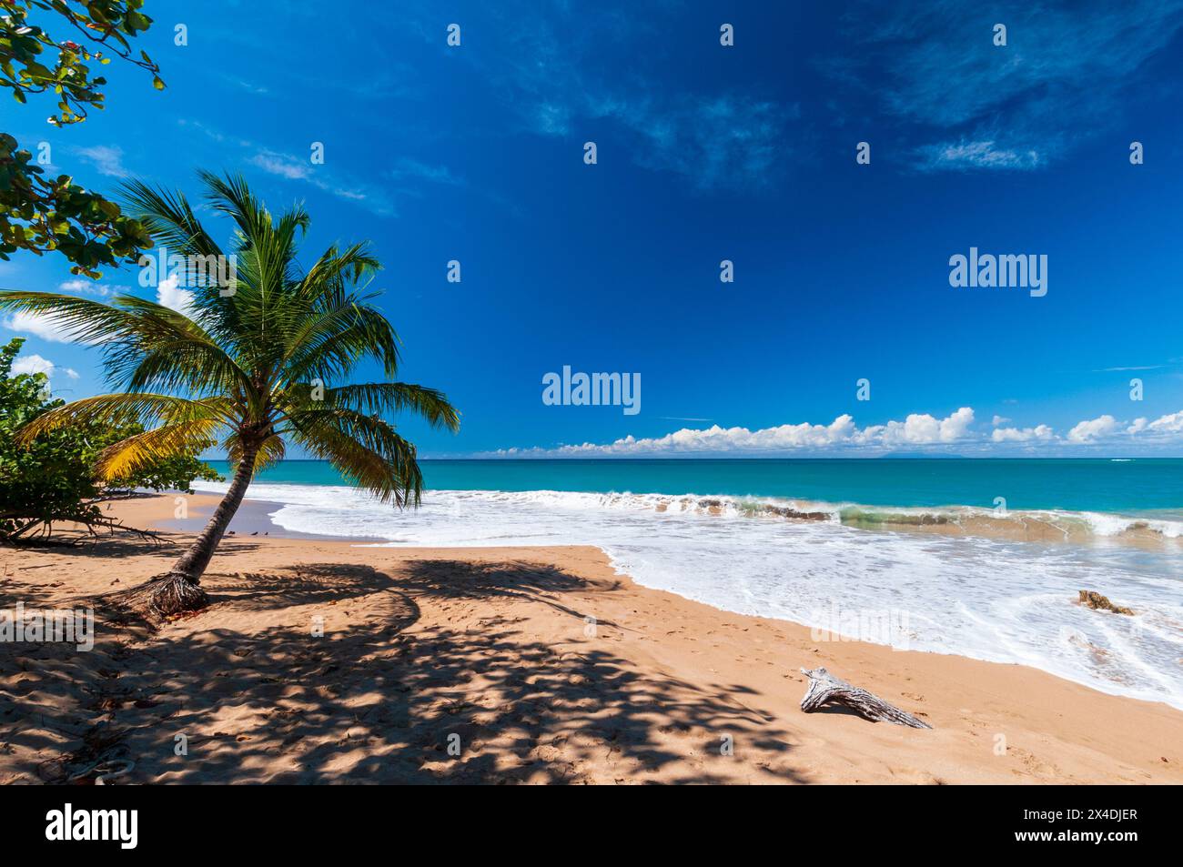 Palmen werfen Schatten, während die Brandung am wilden und natürlichen Strand von La Perle aufrollt. Deshaies, Basse Terre Island, Iles des Saintes, Guadeloupe, Westindien. Stockfoto