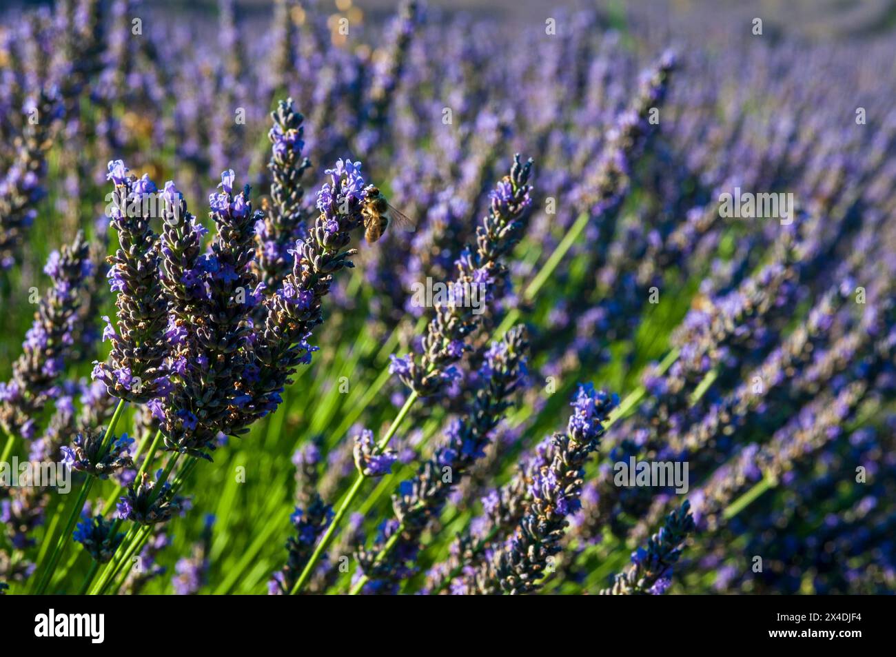 Eine Biene, die Nektar aus Lavendelblüten, Lavandula-Arten schlürft. Roussillon, Provence, Frankreich. Stockfoto