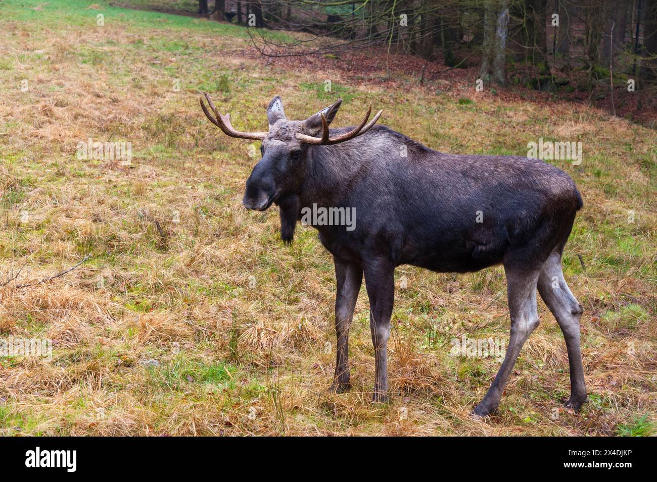 Ein eurasischer Elch, Alces alces, steht. Captive. Stockfoto