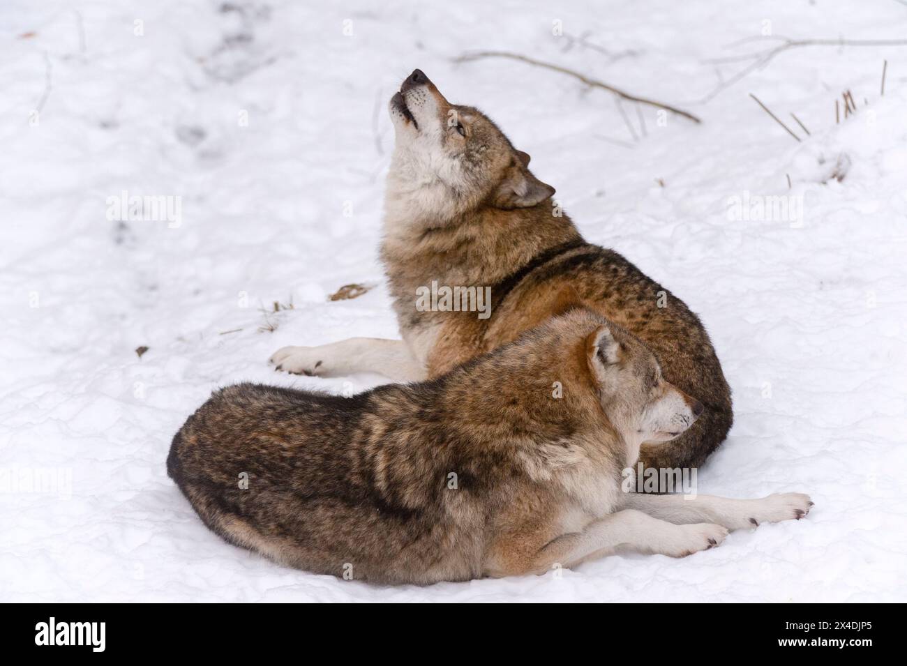 Zwei Graue Wölfe, Canis lupus, heulen im Nationalpark Bayerischer Wald. Deutschland. Stockfoto