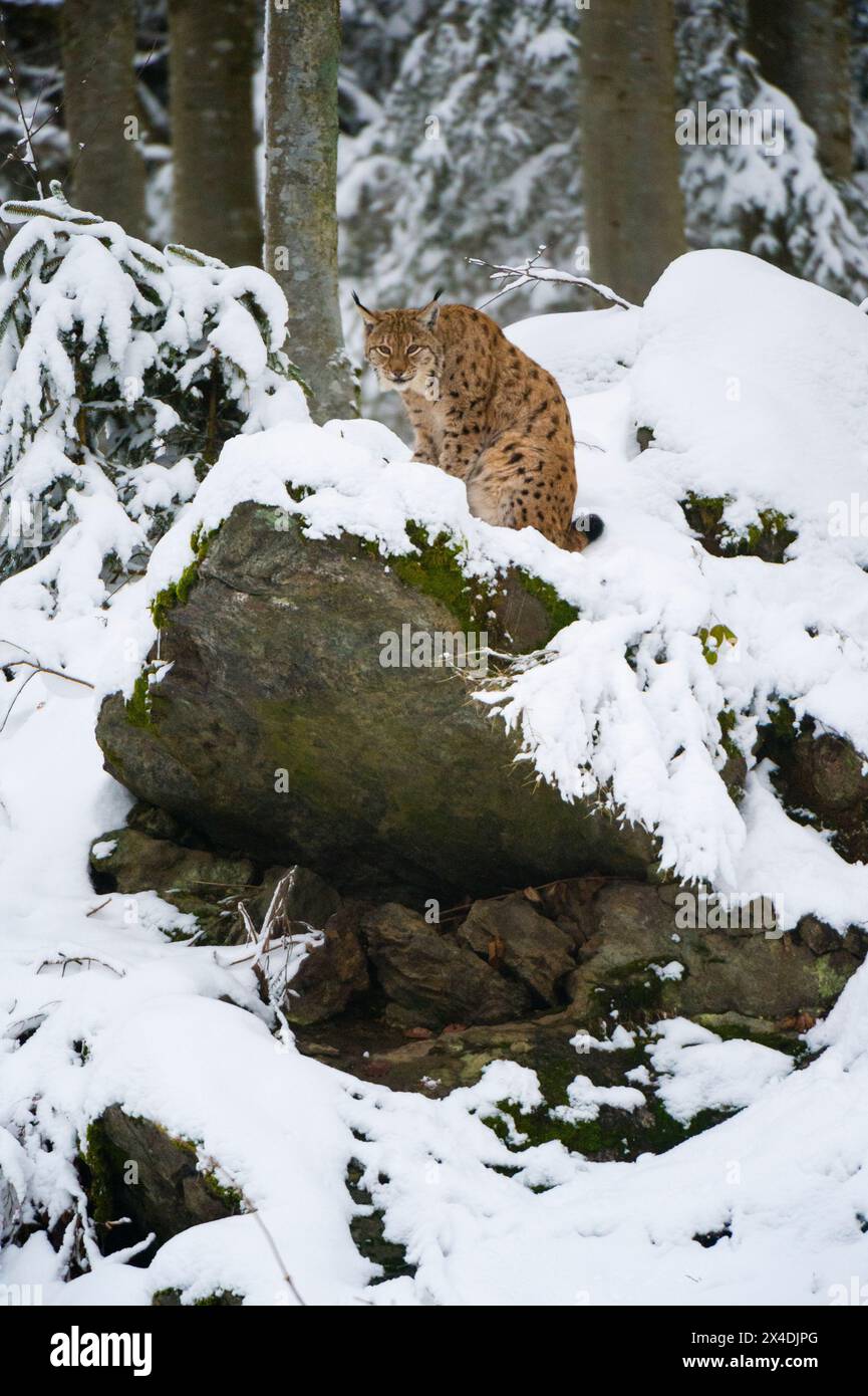 Ein europäischer Luchs, der auf einem Felsen im Nationalpark Bayerischer Wald sitzt. Deutschland. Stockfoto
