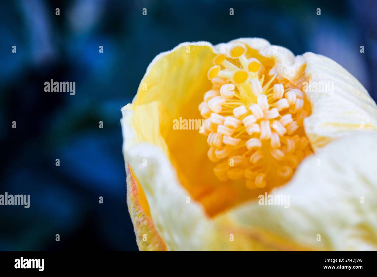 Diese Nahaufnahme fängt eine kleine gelbe Blume ein, die in den frühen Stadien der Blüte gefangen wird. Seine leuchtenden Blütenblätter beginnen sich im Sonnenlicht zu entfalten. Stockfoto