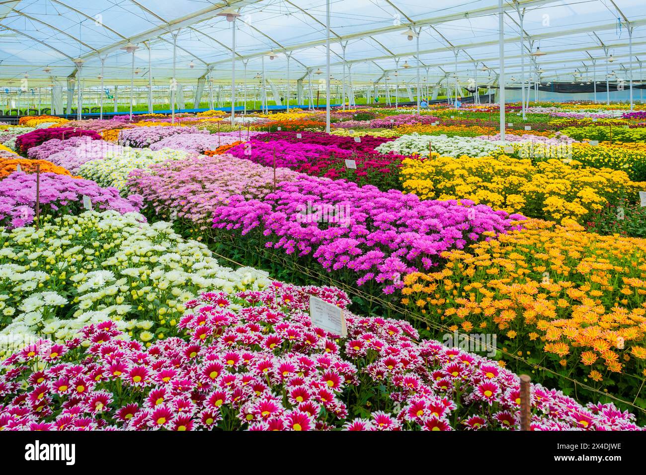 Chrysanthemenblüten in voller Blüte werden am 15. März 2024 in einer Schnittblumenfarm in Rionegro, Kolumbien, in Reihen gewachsen. Stockfoto