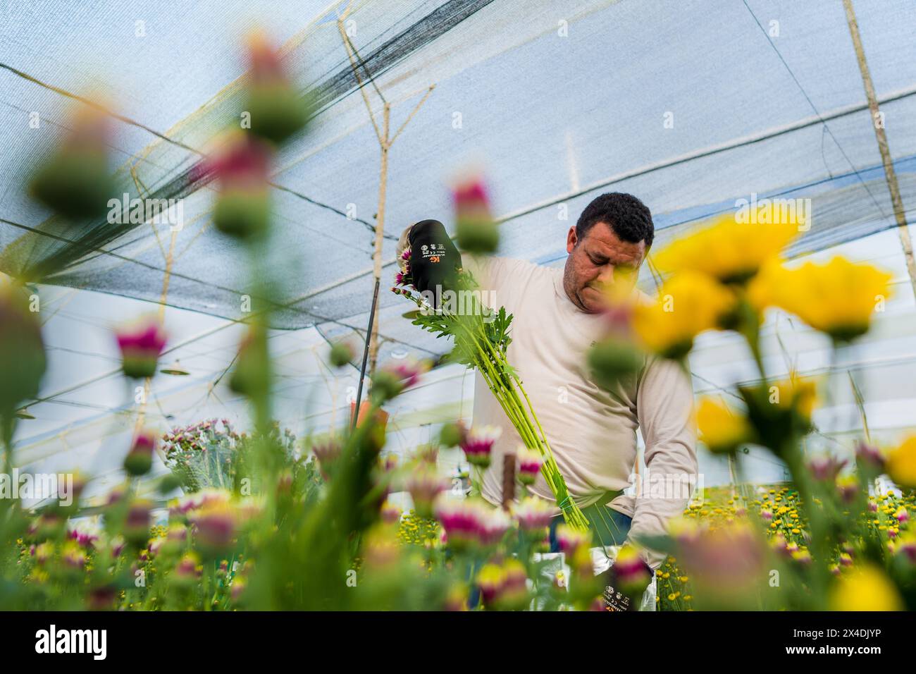Am 16. März 2024 sammelt ein kolumbianischer Landarbeiter Chrysanthemen auf einer Schnittblumenfarm in Rionegro, Kolumbien. Stockfoto