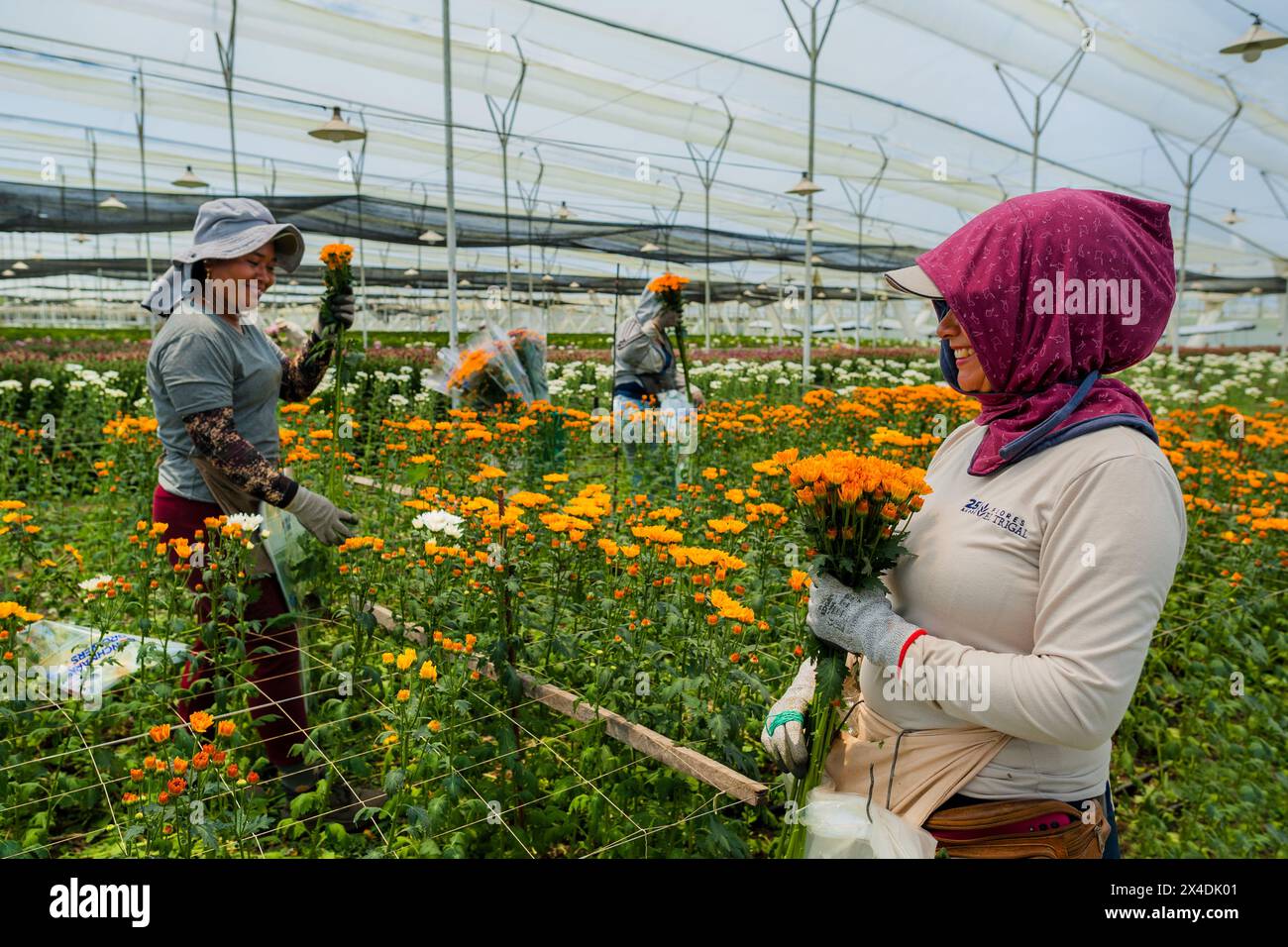 Kolumbianische Landarbeiter sammeln am 16. März 2024 Chrysanthemen auf einer Schnittblumenfarm in Rionegro, Kolumbien. Stockfoto